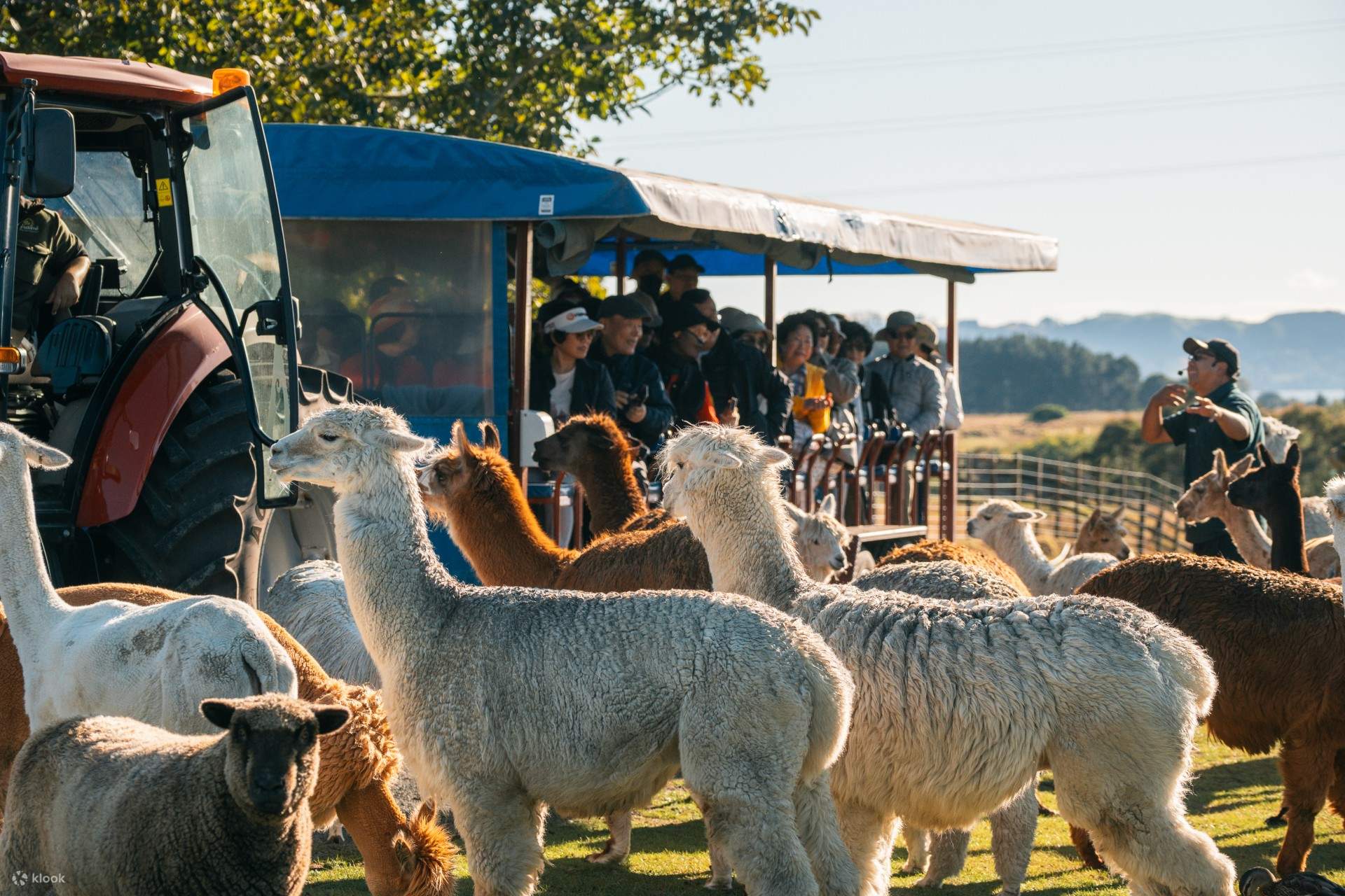 Agrodome Farm Experience