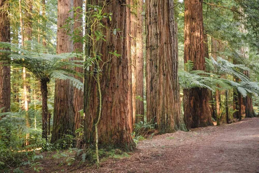 Redwoods Forest Walk
